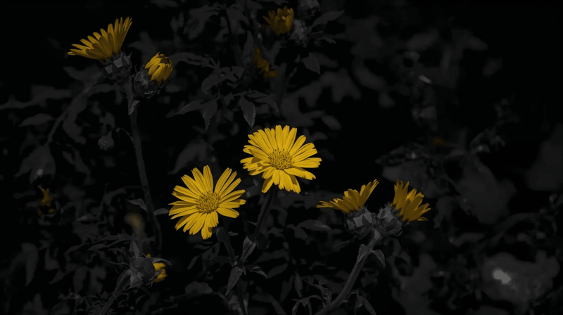 Yellow Flowers and Shadows - Ilgary Studio